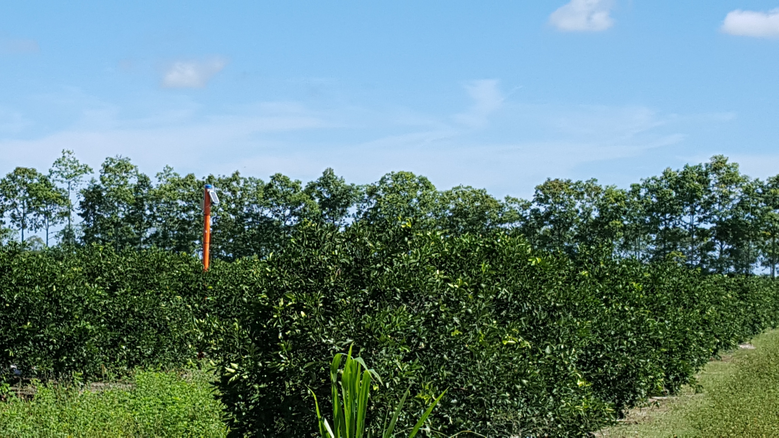 Row of shrubs