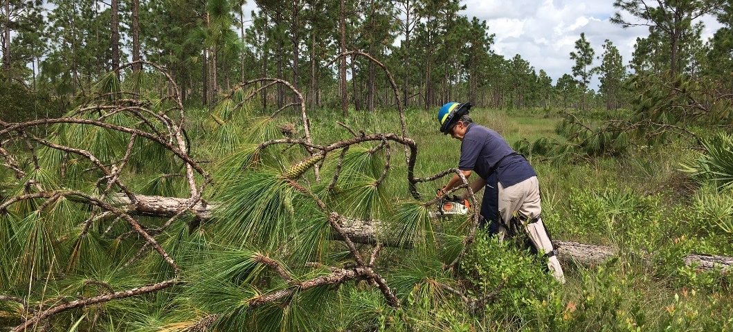 District staff trimming a fallen pine tree with a chainsaw