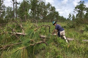 District staff trimming a fallen pine tree with a chainsaw
