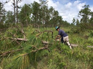District staff trimming a fallen pine tree with a chainsaw