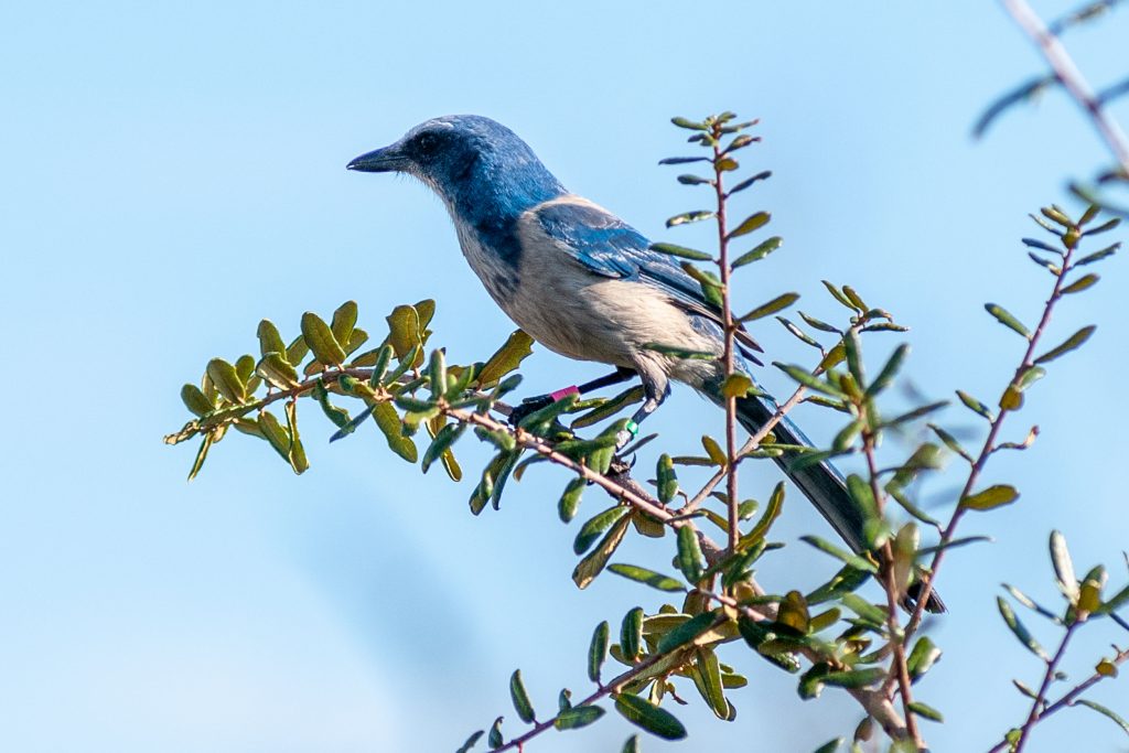 A scrub-jay enjoying its new home at the district’s Buck Lake Conservation Area.