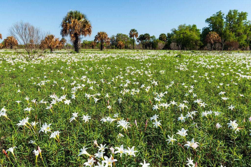 Emeralda Marsh