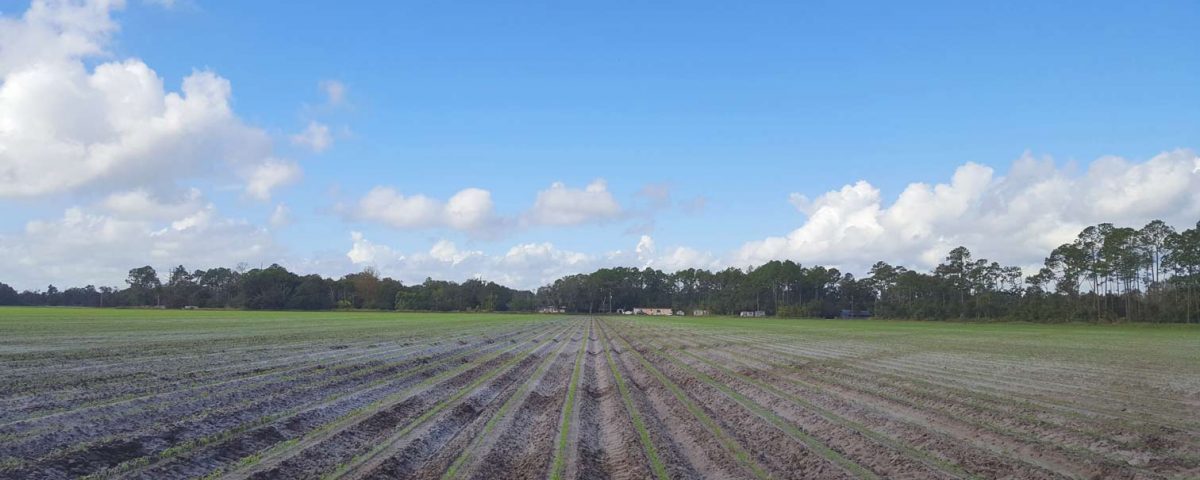 Agricultural field with installed tile drainpipe