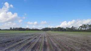 Agricultural field with installed tile drainpipe