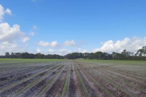 Agricultural field with installed tile drainpipe