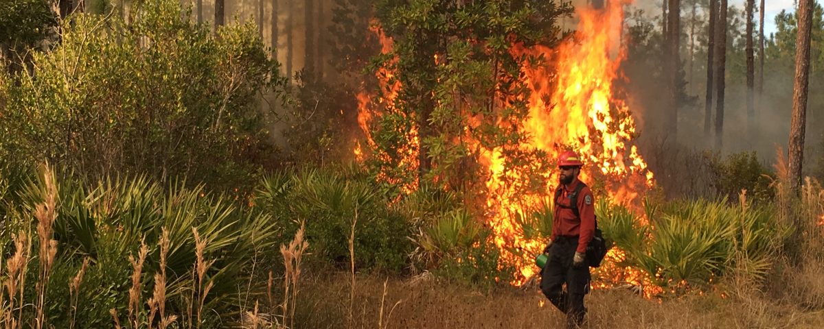 Firefighter walking in-front of a prescribed fire