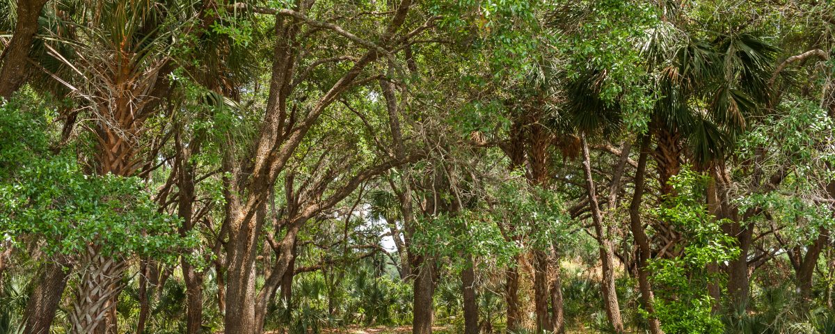 Sunnyhill restoration area