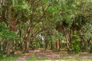 Sunnyhill restoration area