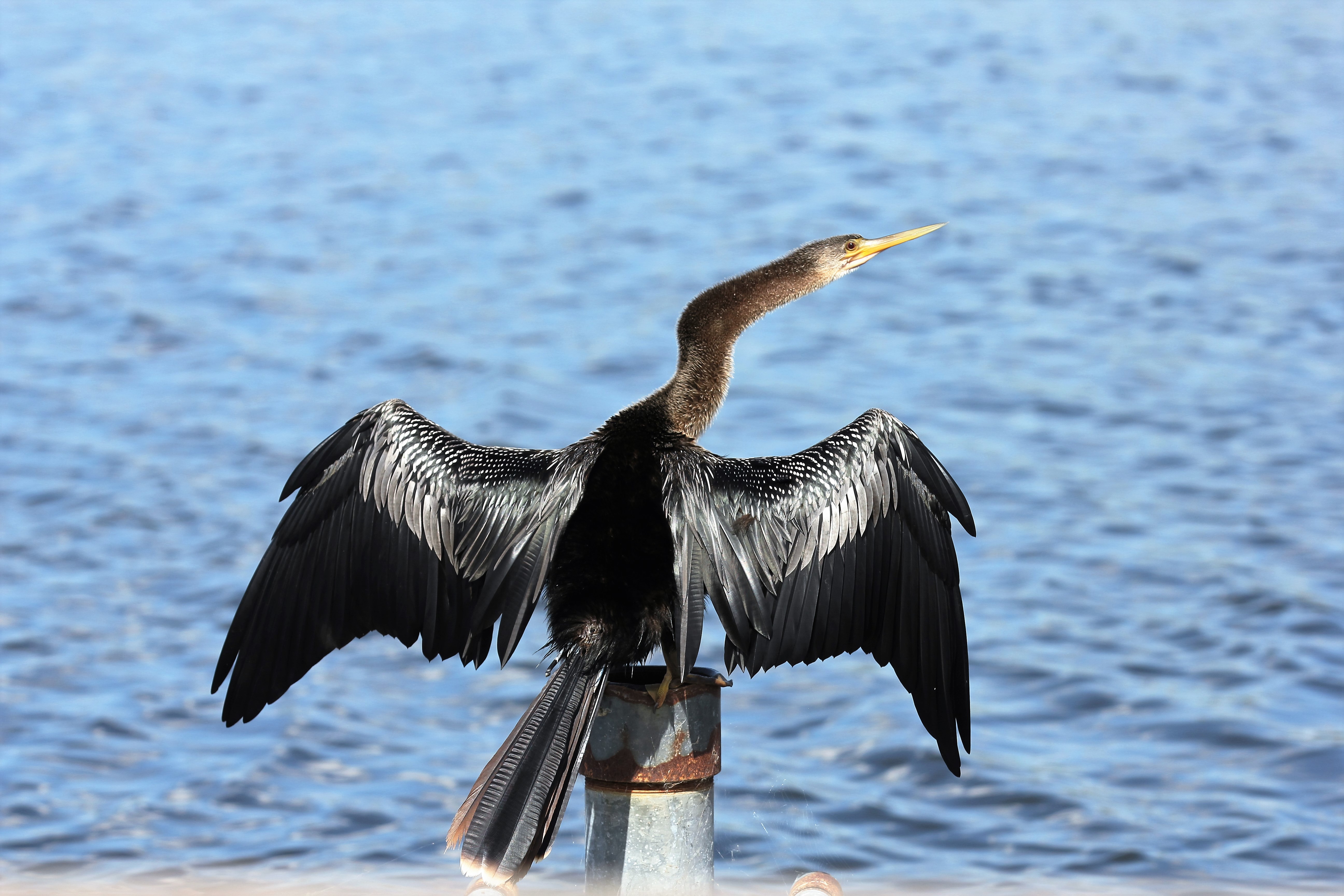 Anhinga stretching its wings