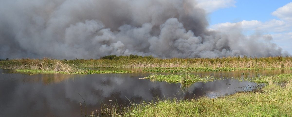 Prescribed fire at Fellsmere Water Management Area
