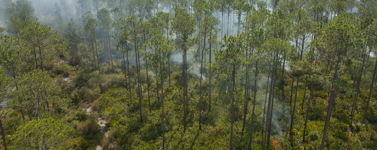 Prescribed fire burning through pine trees