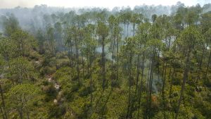 Prescribed fire burning through pine trees