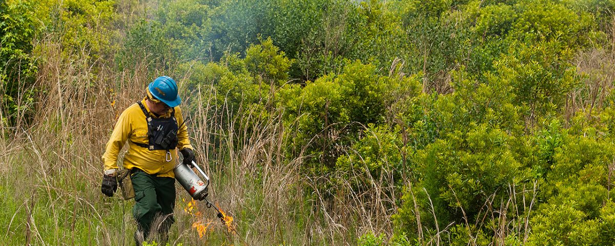 District staff using a drip torch to ignite a prescribed fire