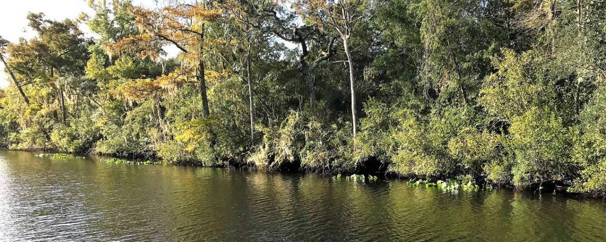 Line of trees at Black Creek in Clay County