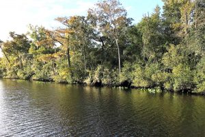 Line of trees at Black Creek in Clay County