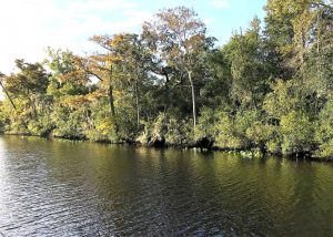 Line of trees at Black Creek in Clay County