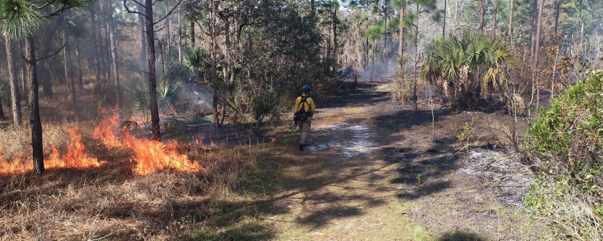 Prescribed fire at Econlockhatchee Sandhills Conservation