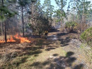Prescribed fire at Econlockhatchee Sandhills Conservation