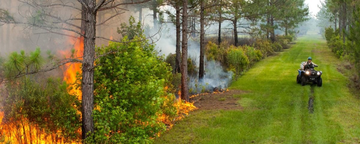 Prescribed fire in Hal Scott Regional Preserve