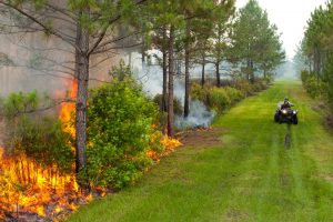 Prescribed fire in Hal Scott Regional Preserve
