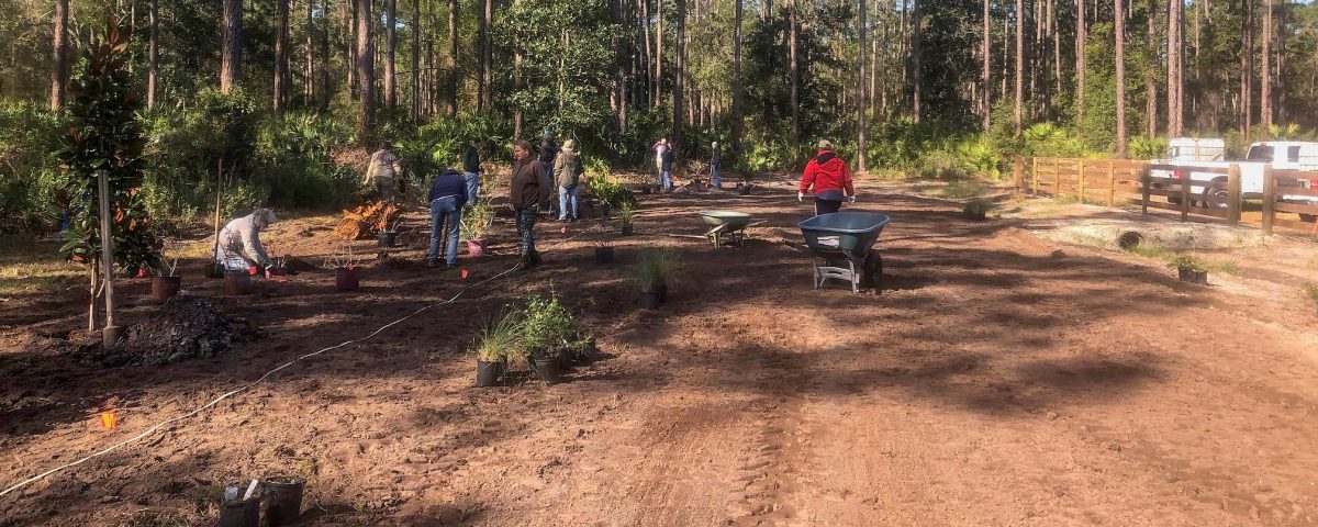 Volunteers planing shrubs