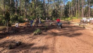 Volunteers planing shrubs