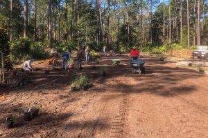 Volunteers planing shrubs