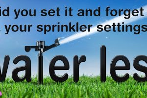 Water Less banner with Azaleas