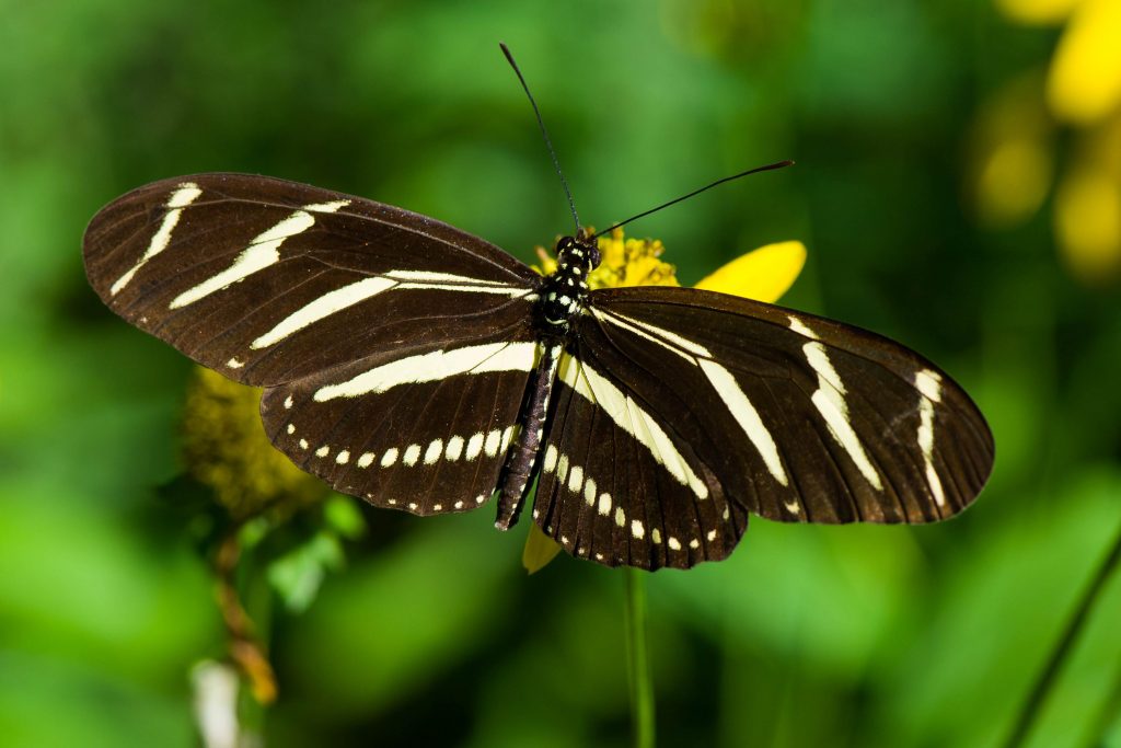 Zebra Longwing Butterfly - Heliconius charitonius