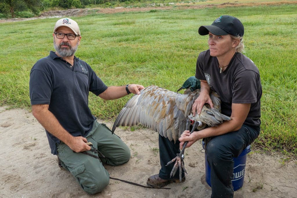 FWC researchers Tim Dellinger and Miranda Watford do a quick health inspection of a Sandhill cran