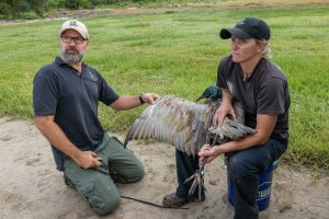 FWC researchers Tim Dellinger and Miranda Watford do a quick health inspection of a Sandhill cran