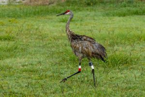 An adult Sandhill Crane struts through a field at the district’s River Lakes Conservation Area