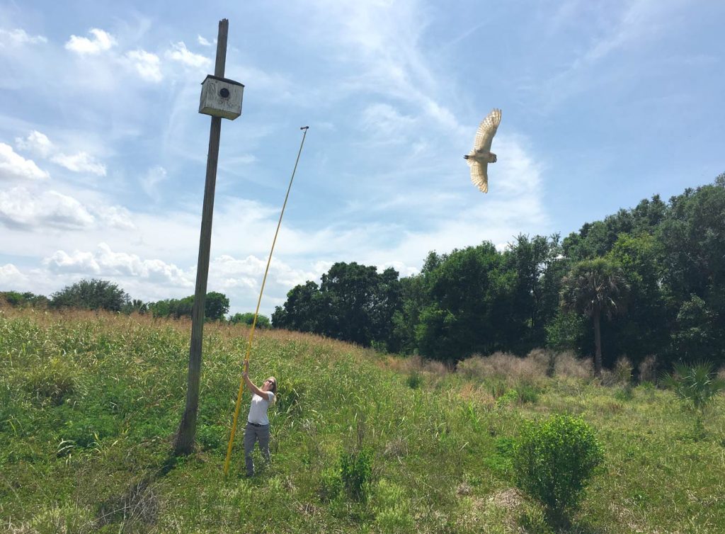 Mother owl flying away from her birdhouse