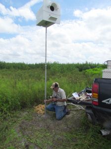 District employee installing an owl boxes