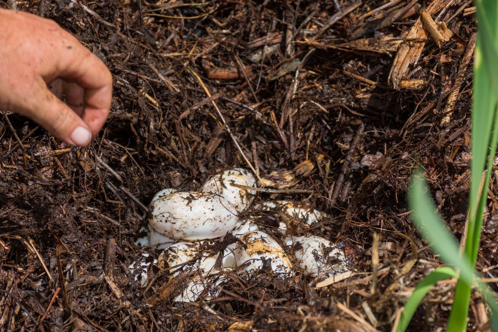 Every year, the St. Johns River Water Management District and the Florida Forest Service escort wounded veterans on an alligator egg collection to raise money for Operation Outdoor Freedom. The event helps the veterans by offering recreation and fun but also assists with stabilizing wild alligator numbers.