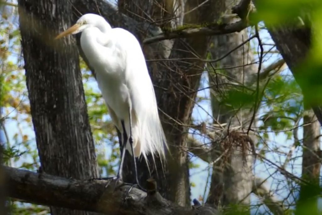 White ibis standing on a tree branch
