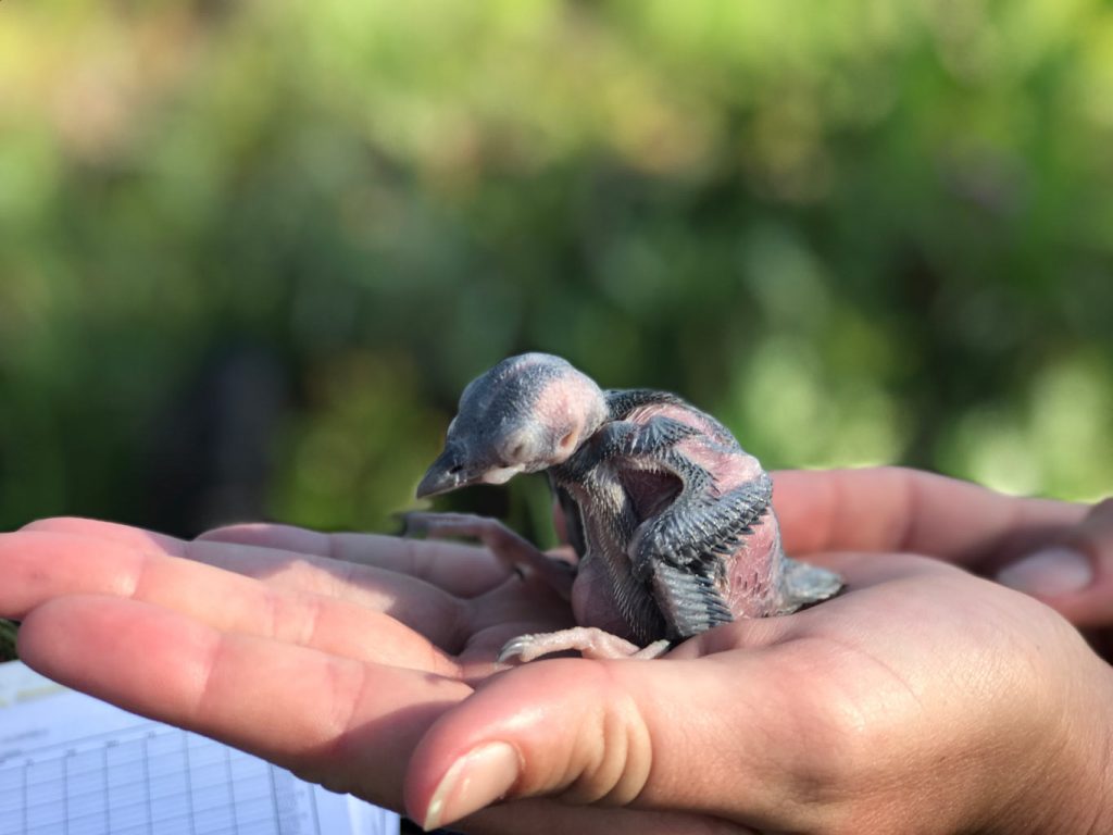 woodpecker chick sitting on a human hand