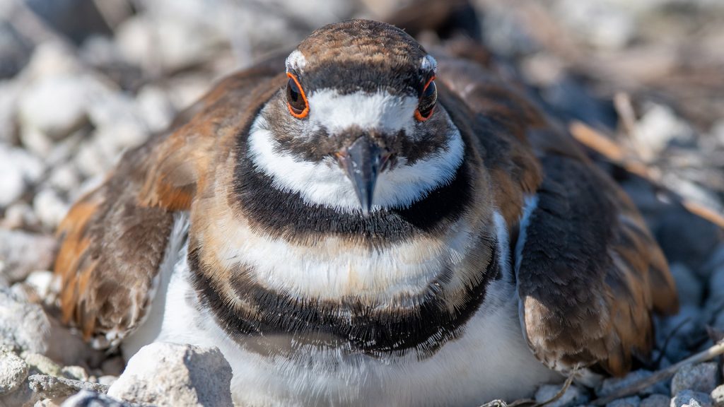 killdeer sitting on her eggs