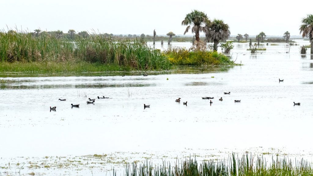 Calm waters at Fellsmere Water Management Area