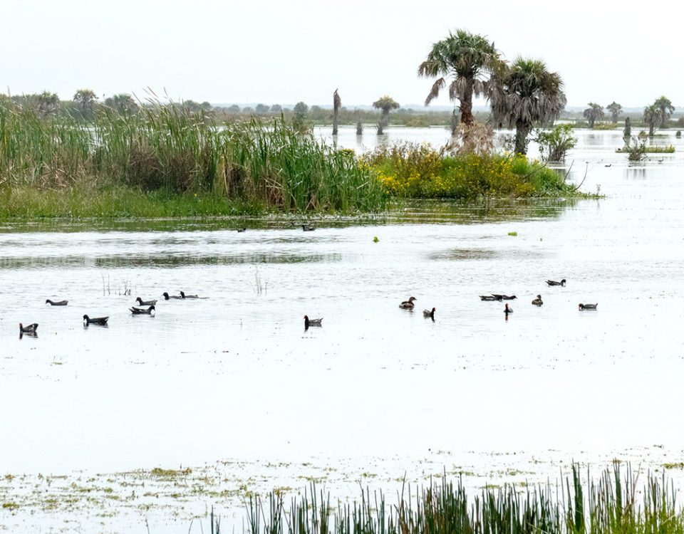 Calm waters at Fellsmere Water Management Area