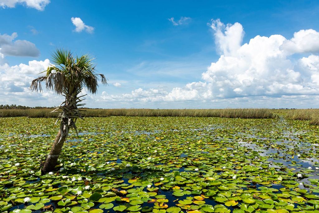 Lone palm tree stnading among a lake full of lily pads