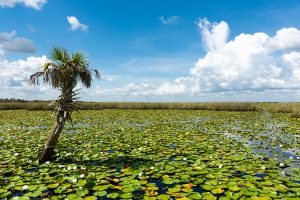 Lone palm tree stnading among a lake full of lily pads