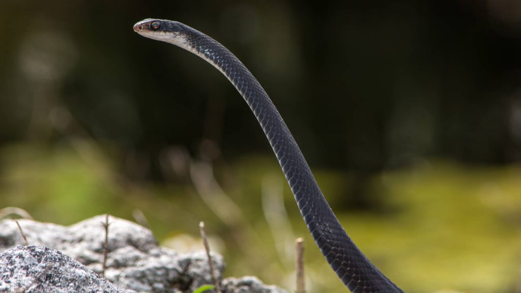 Black racer