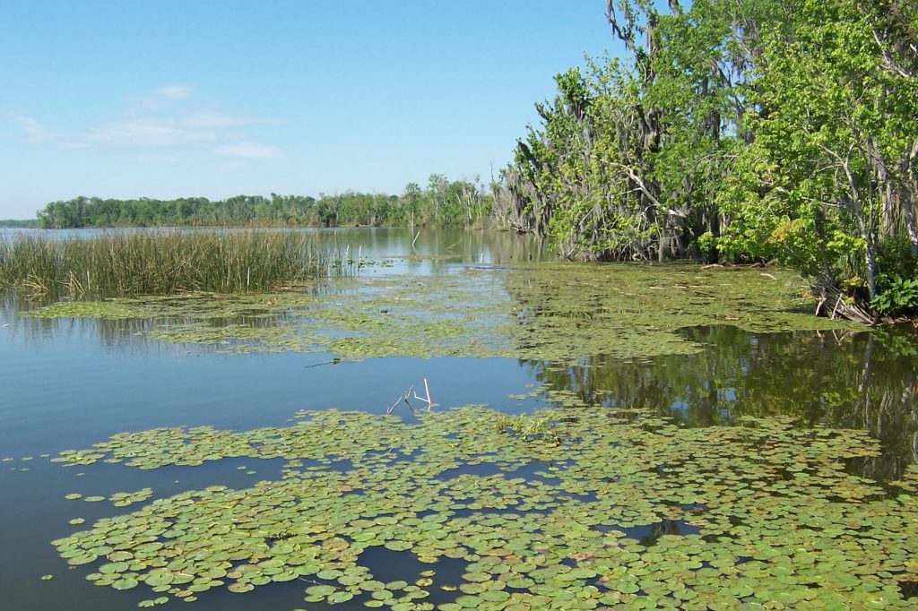 Various plants growing at Lake Apopka