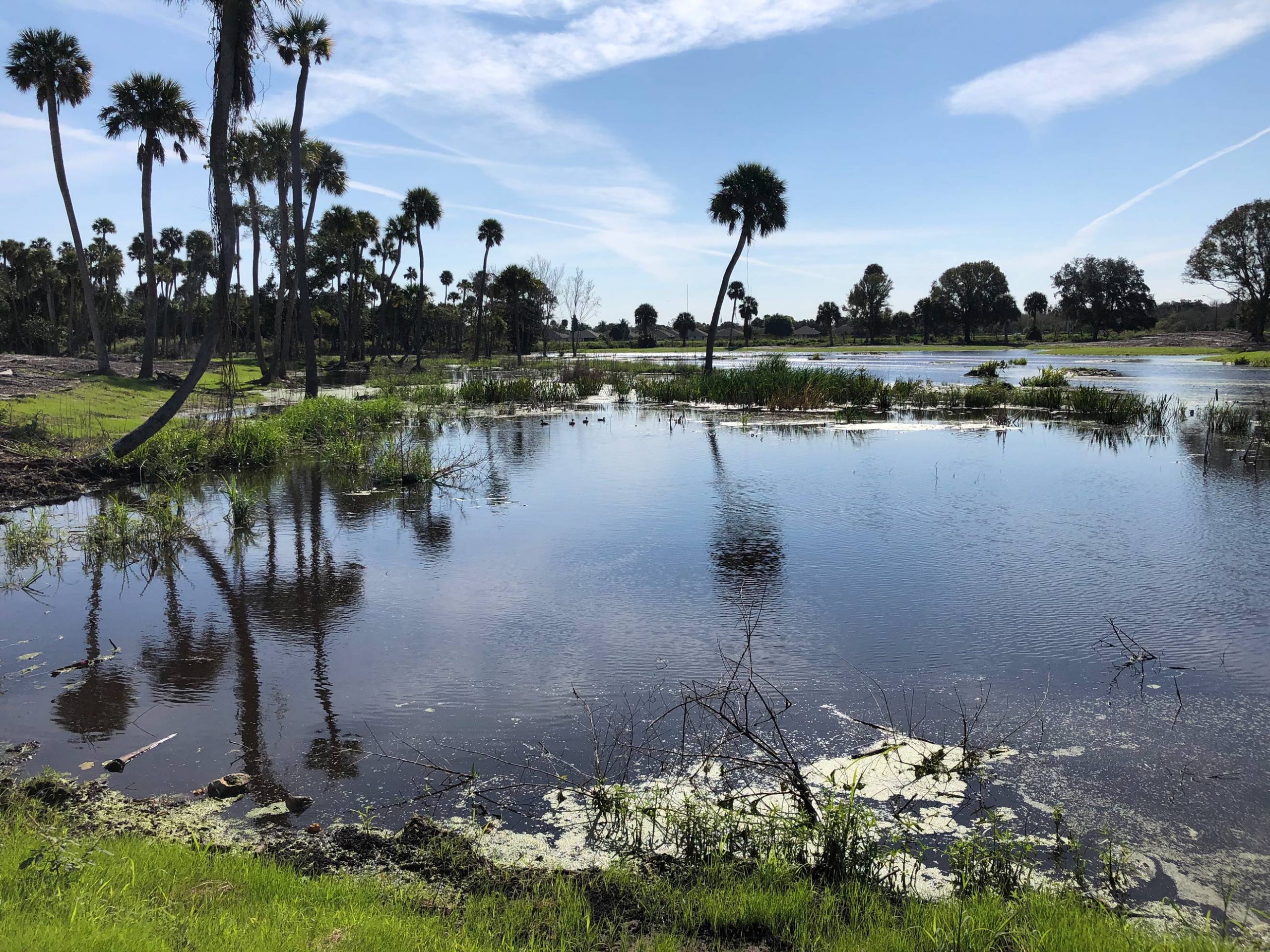 Palm trees at the Indian River Lagoon