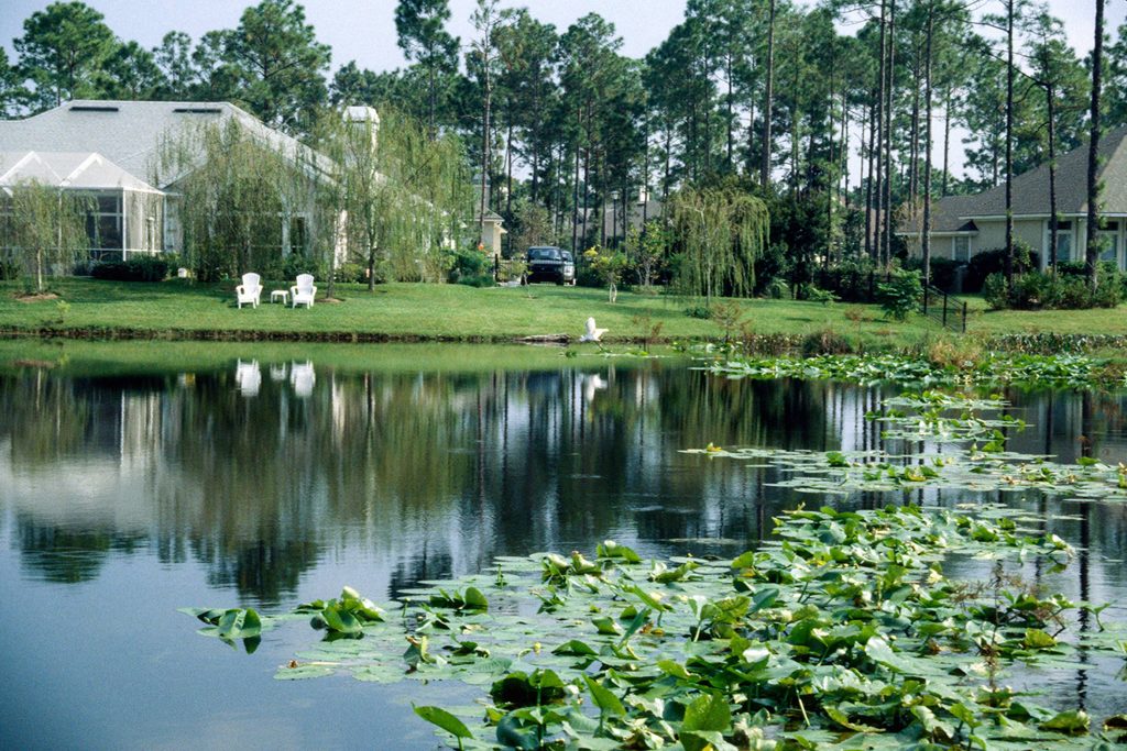 Lily pads growing in a stormwater pond