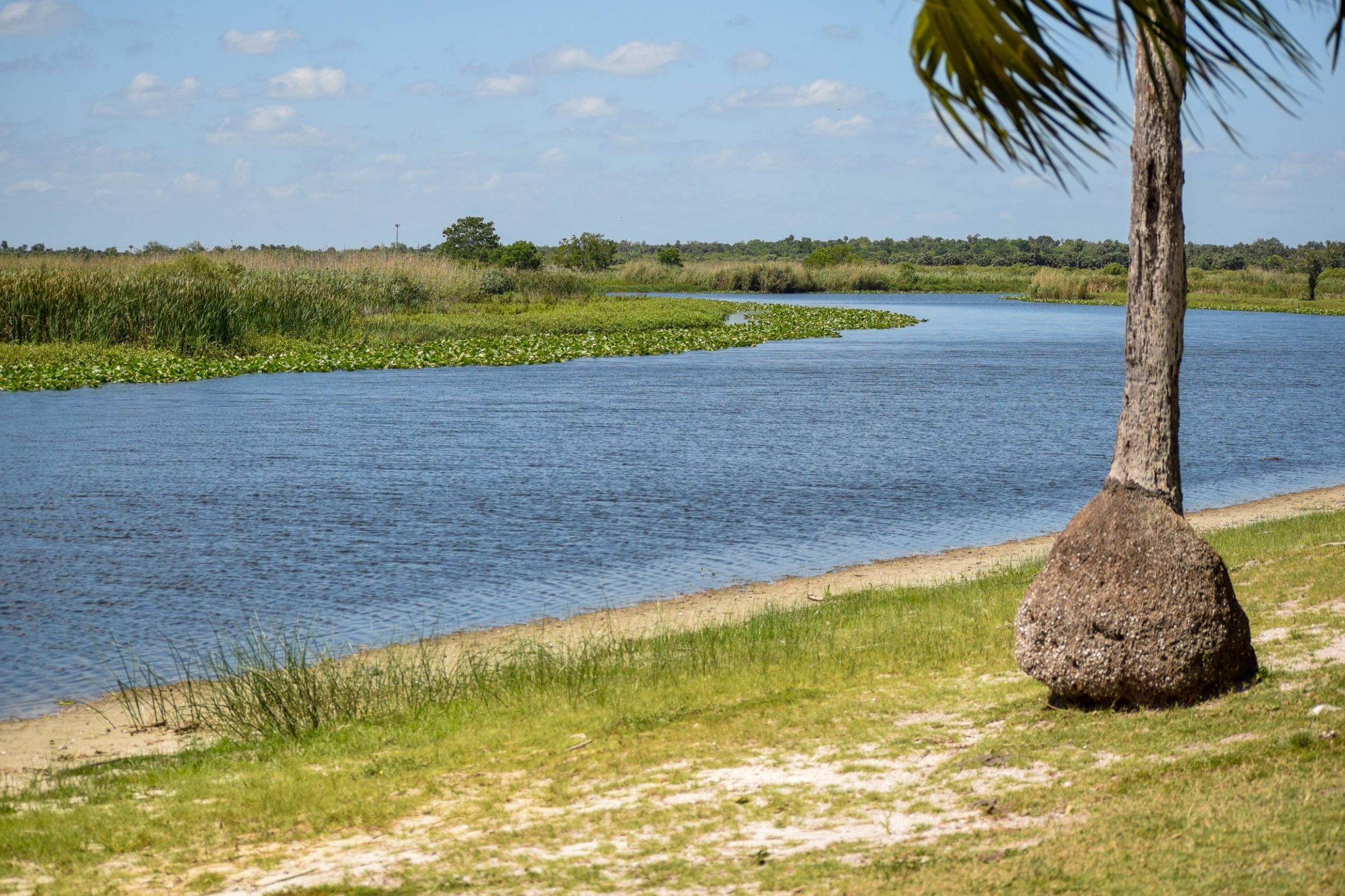 Palm tree with a large base by a lake