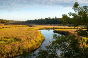 Field of yellow marsh grass