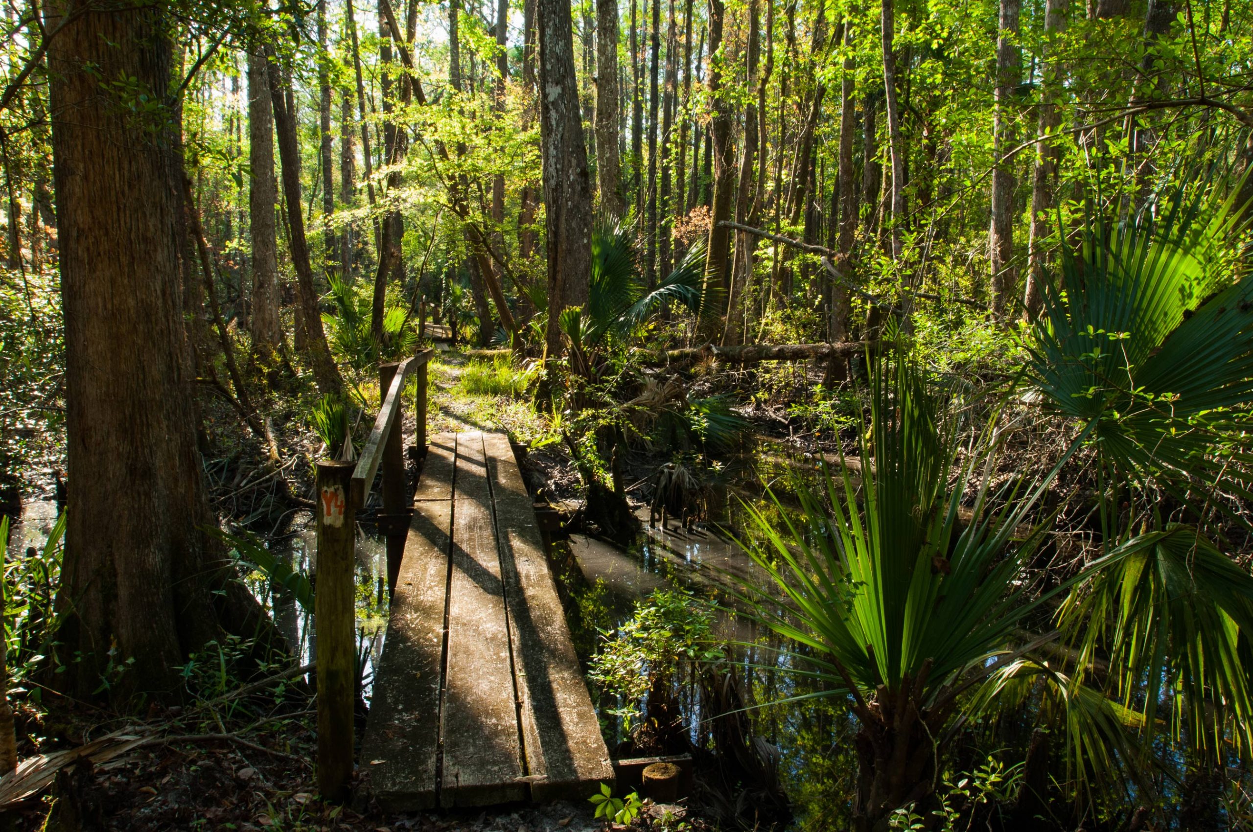 Wooden walking bridge over a stream