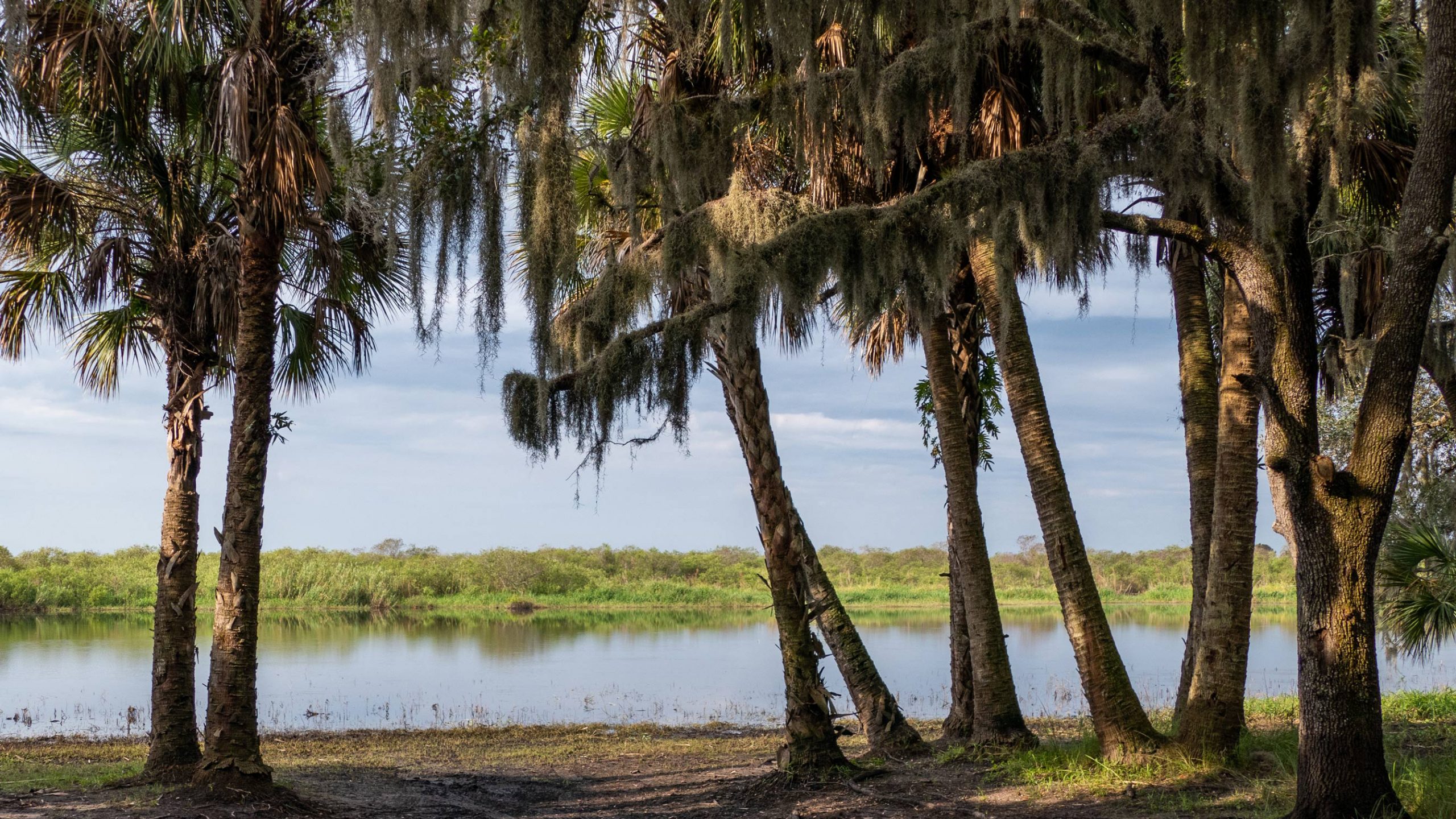 A line of palm trees by a lake